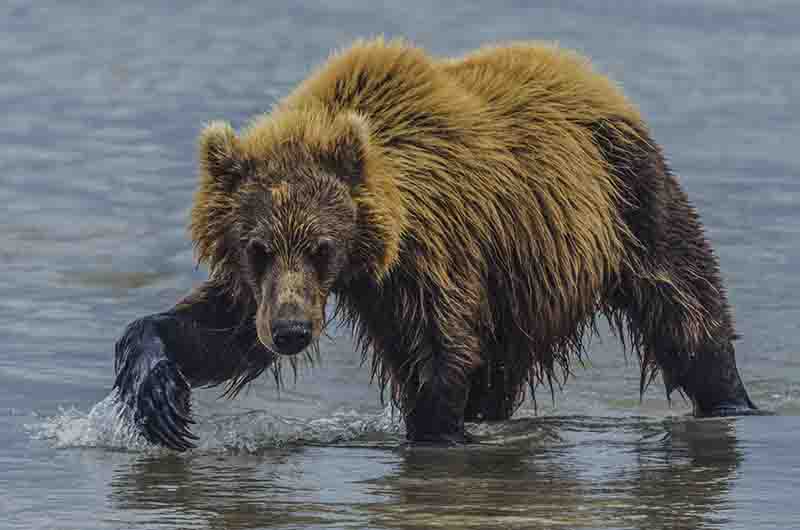Oso Pardo - Kamchatka - Rusia 08.jpg